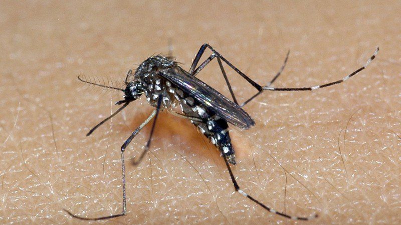 Mais de 60 focos de Aedes Aegypti são registrados em Bento
