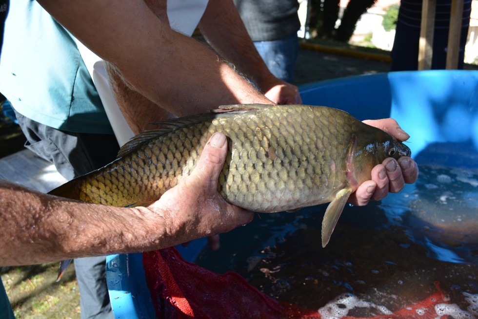 Carlos Barbosa faz Feira do Peixe Vivo no próximo sábado