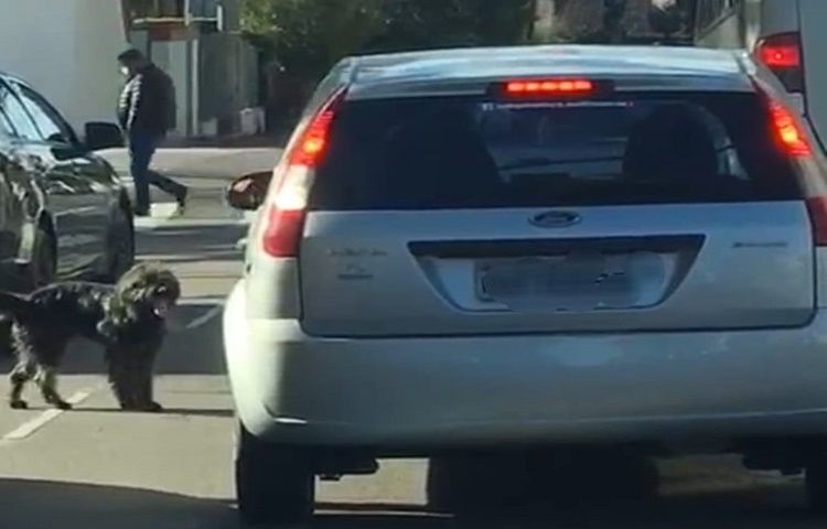 Carro de mulher que abandou cachorro em Bento tem placas de Garibaldi