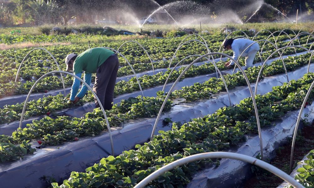 Senado aprova auxílio para agricultores familiares