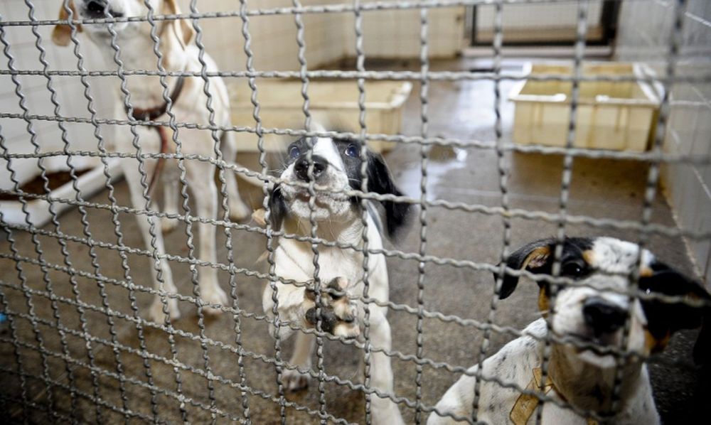 Bolsonaro sanciona lei que proíbe eutanásia de cães e gatos de rua