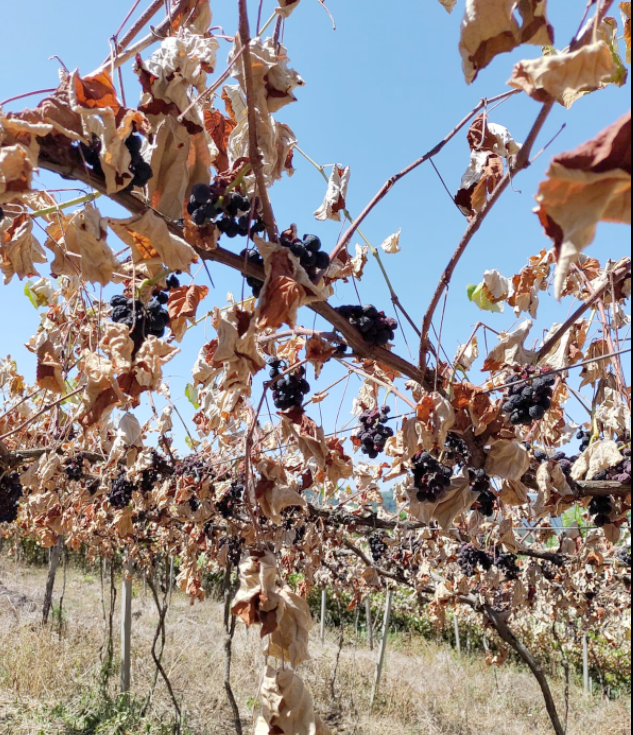 Estiagem afeta a safra da uva 2022 na Serra