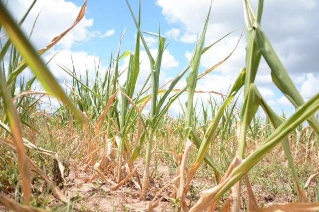 Bento e Farroupilha estudam decretar estado de emergência devido à estiagem