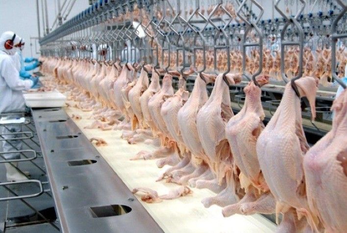 Exportações de carne de frango batem recorde em 2021