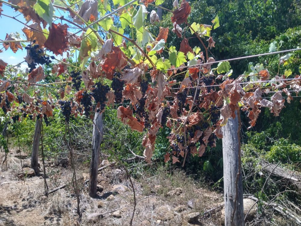 Boletim relata efeito das condições meteorológicas sobre a safra da uva