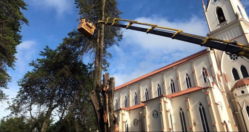 Corte de árvores com risco de queda é realizado na Praça da Matriz