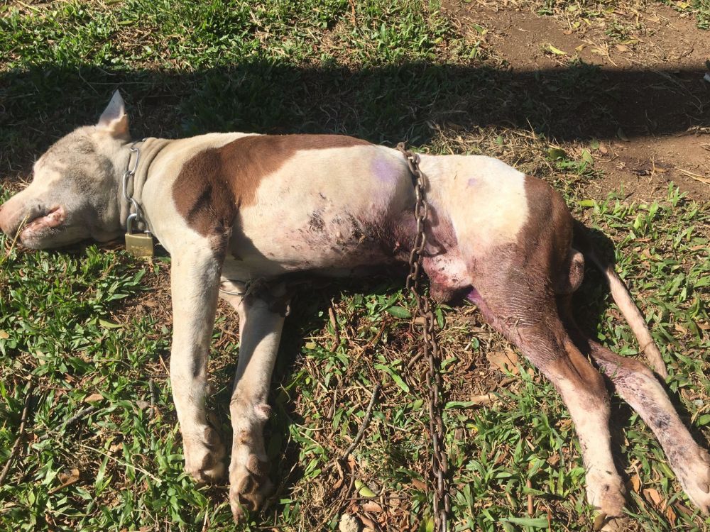Cachorro morre em decorrência de maus-tratos em Farroupilha