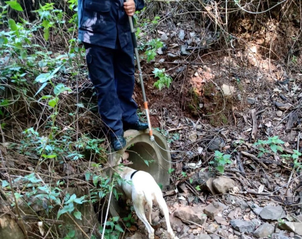 Bombeiros resgatam cães abandonados em bueiro no interior de Bento