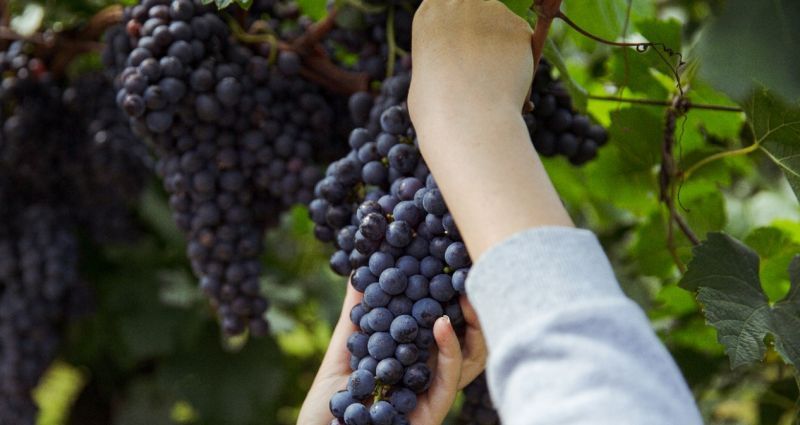 Festa da Vindima é comemorada neste domingo