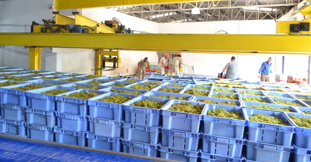Safra 2022: Vinícola Garibaldi chega a 13 milhões de quilos de uva recebidos