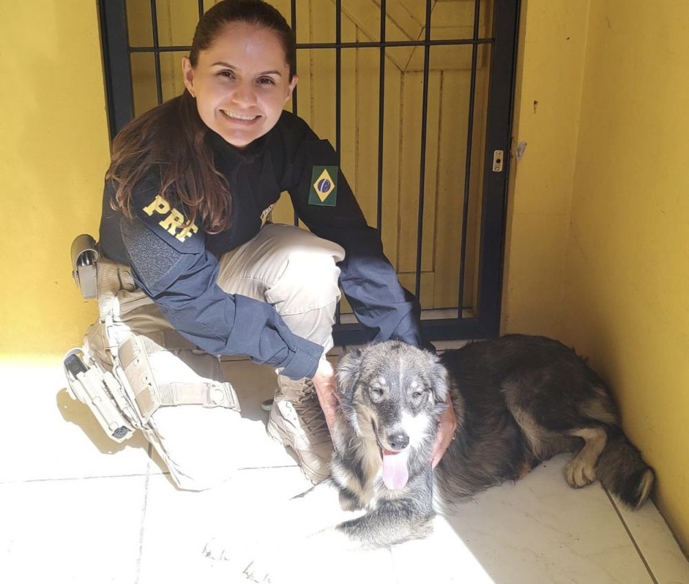 PRF e Bombeiros resgatam cachorra presa em barranco em Bento