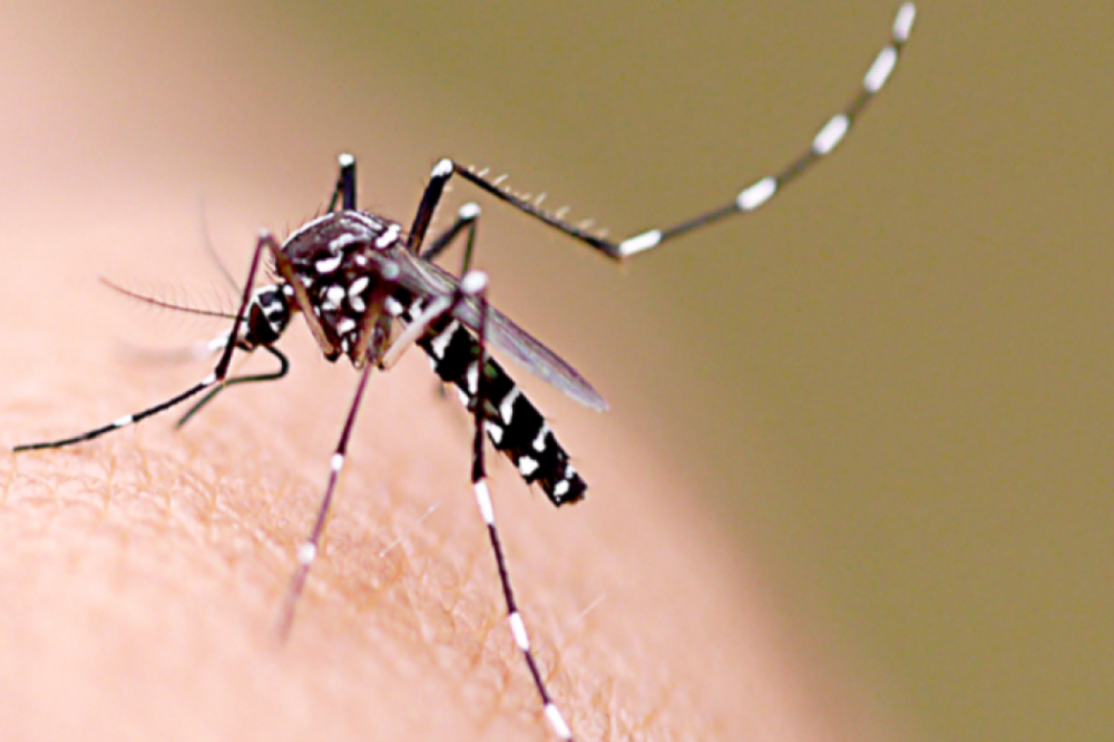 Mais de 70 focos de Dengue são encontrados em Garibaldi