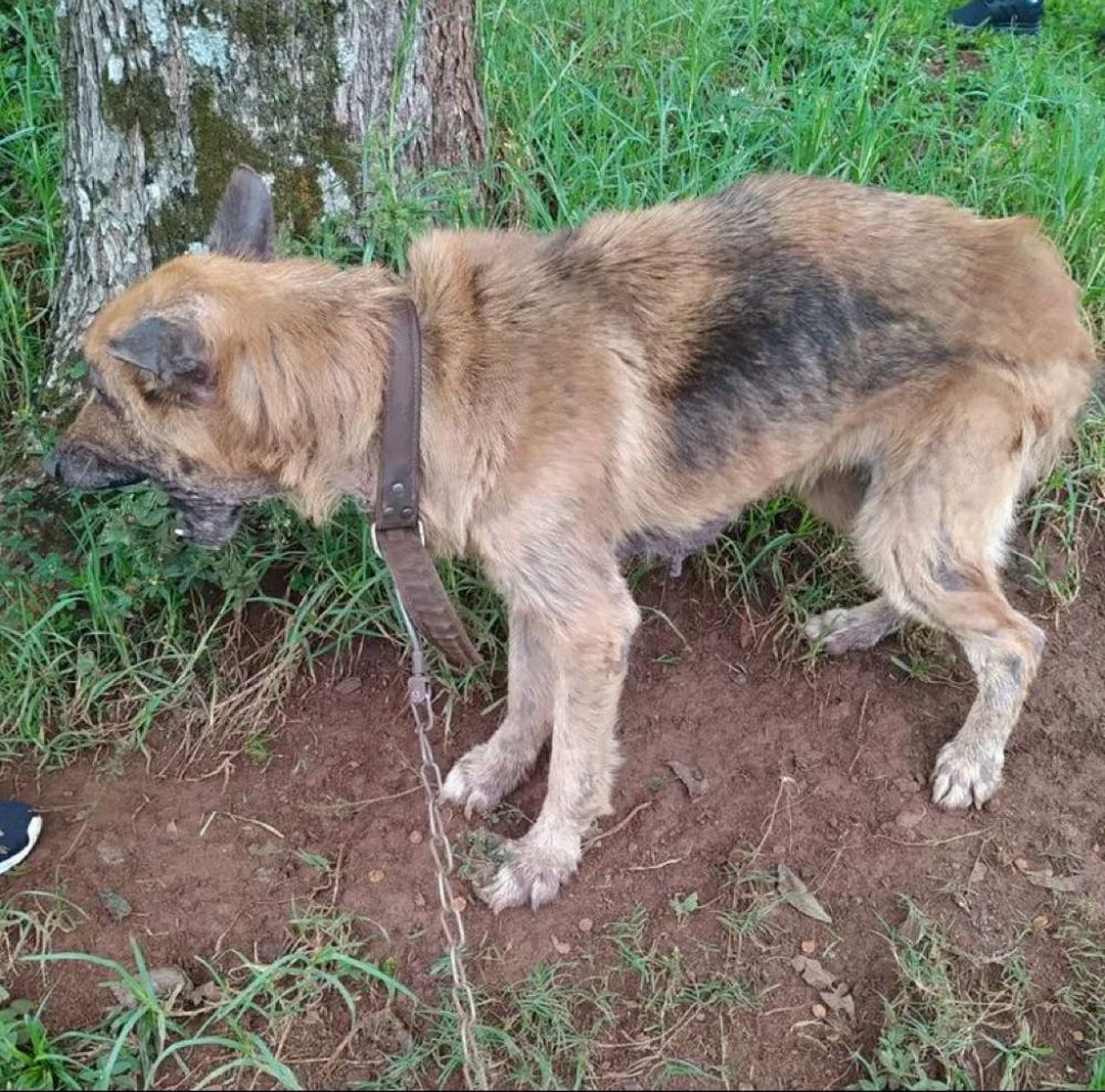 Polícia Civil atende ocorrência de maus-tratos a animal no interior de Carlos Barbosa