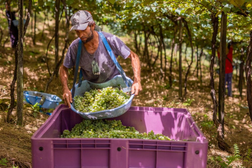 Vinícola Garibaldi encerra safra com mais de 26 milhões de quilos de uva recebidos