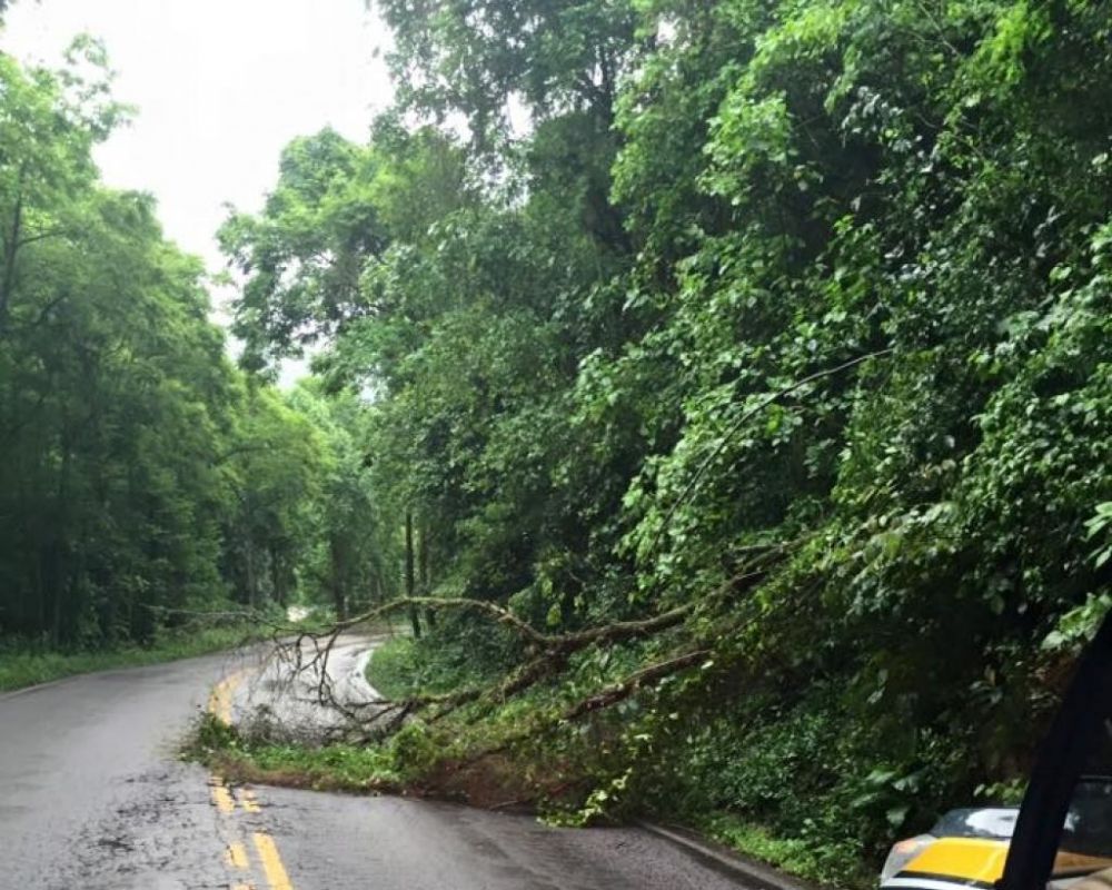 Chuva forte desta quarta-feira causou quedas de árvores na região