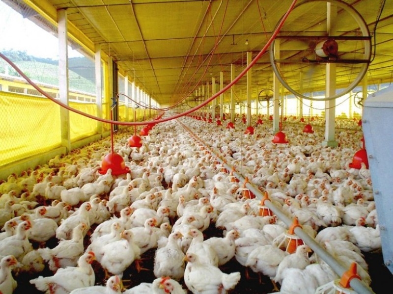 Exportações de Frango batem recorde histórico em Junho