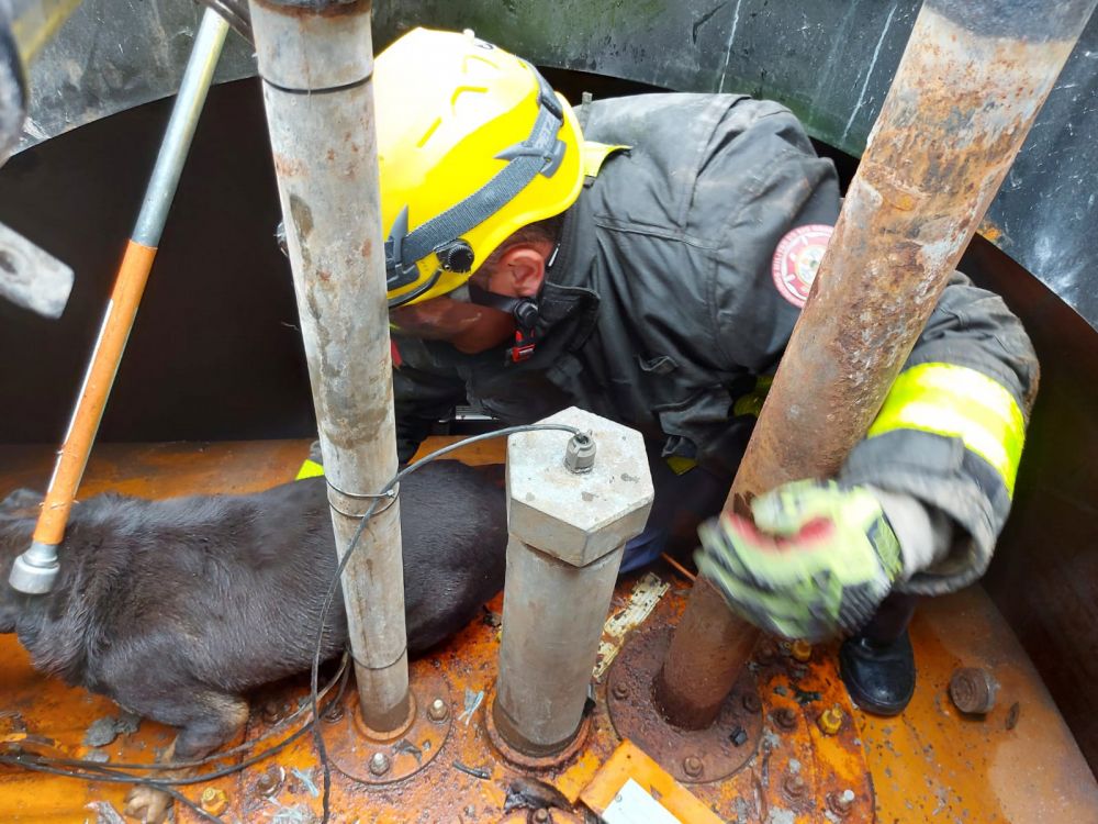 Bombeiros salvam cachorro caído em buraco de aproximadamente três metros em Bento