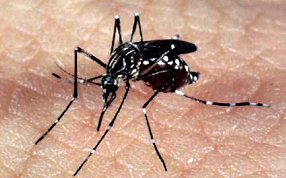 Garibaldi registra primeiro caso autóctone de dengue