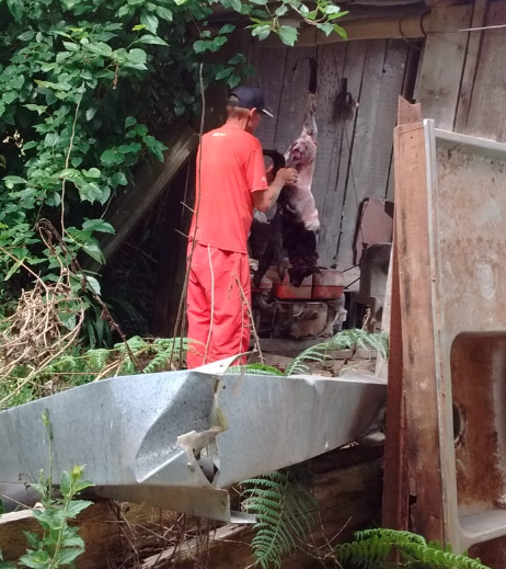 Homem acusado de "carnear" cães é denunciado por maus-tratos