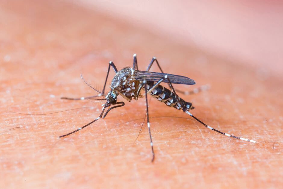 Caso autóctone de Zika é identificado em Bento Gonçalves 