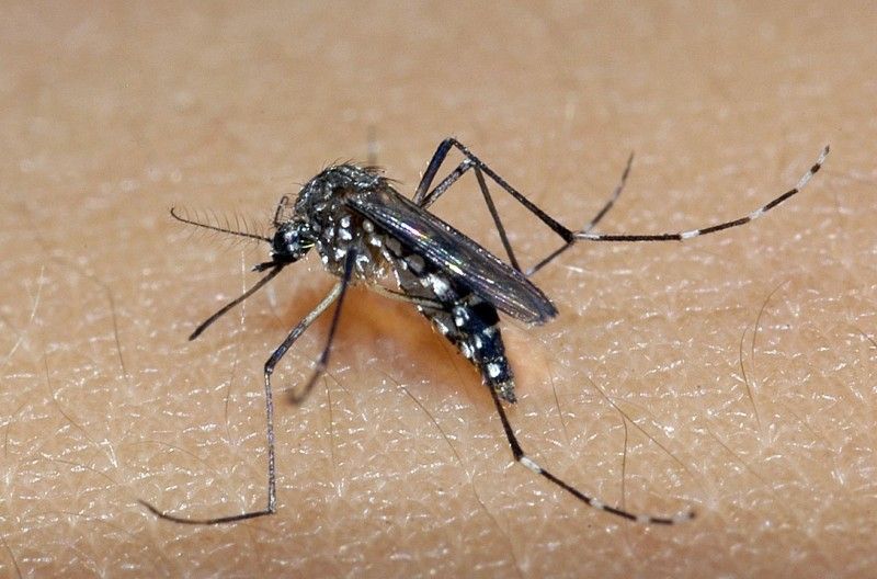 RS confirma mais  três óbitos por dengue 