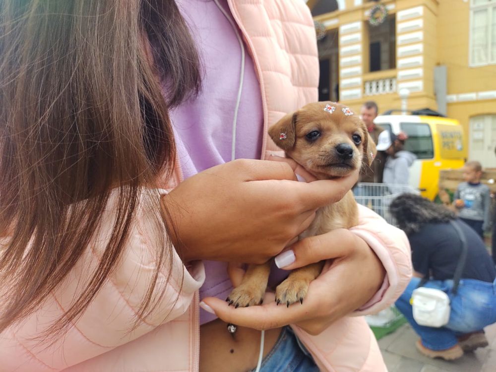 Bento promove feira de adoção de animais neste sábado 