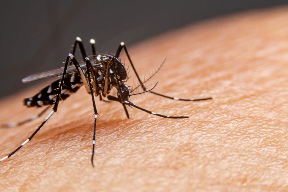 Bento Gonçalves tem nove casos confirmados de dengue
