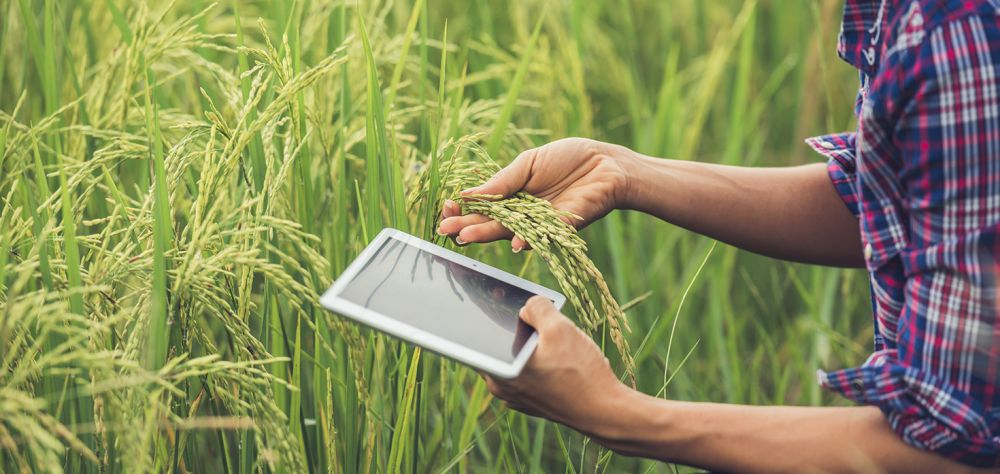 Prefeitura de Garibaldi abre processo seletivo para técnico agrícola