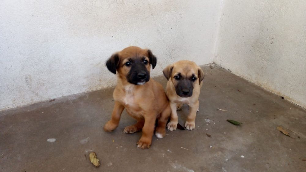 PRF de Bento Gonçalves resgata dois filhotes de cães abandonados