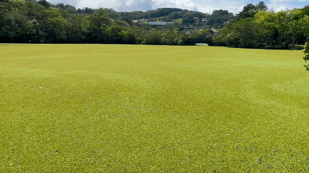 Engenheira da Corsan explica o "verde" na barragem 