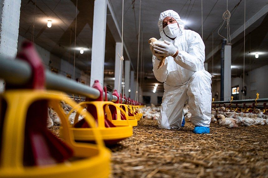 Estado mantém vigilância para evitar a entrada da gripe aviária