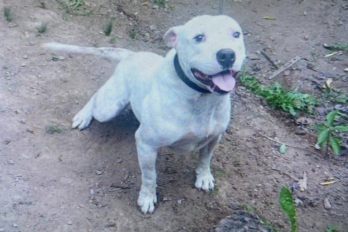 Pitbul ataca e mata idosa no pátio de casa em Veranópolis