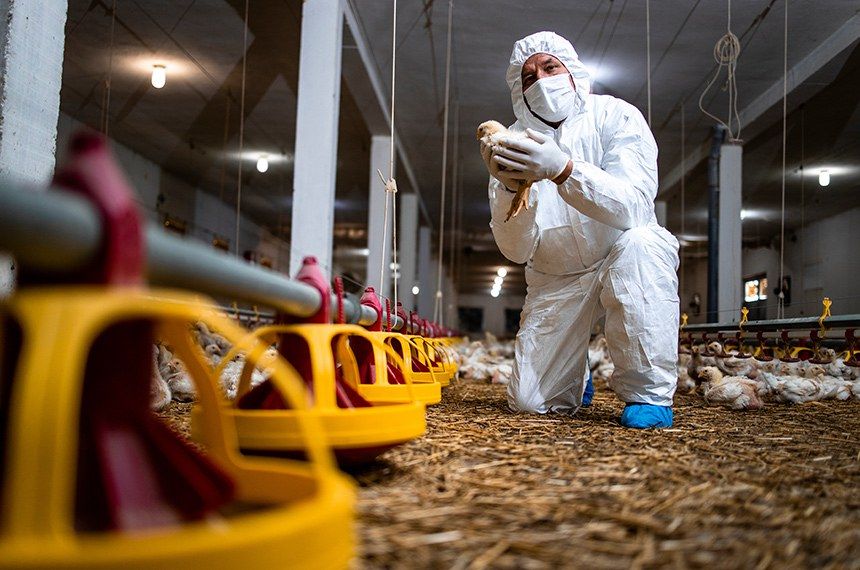 Gripe aviária chega no Rio Grande do Sul