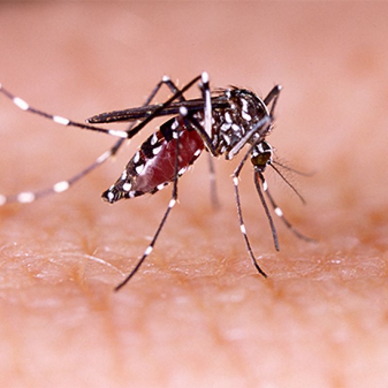 Em menos de um mês, Bento já registra mais 60 casos de Dengue