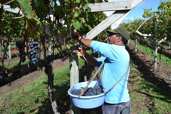 Produtores sugerem que o preço minimo da uva seja de R$ 0,85