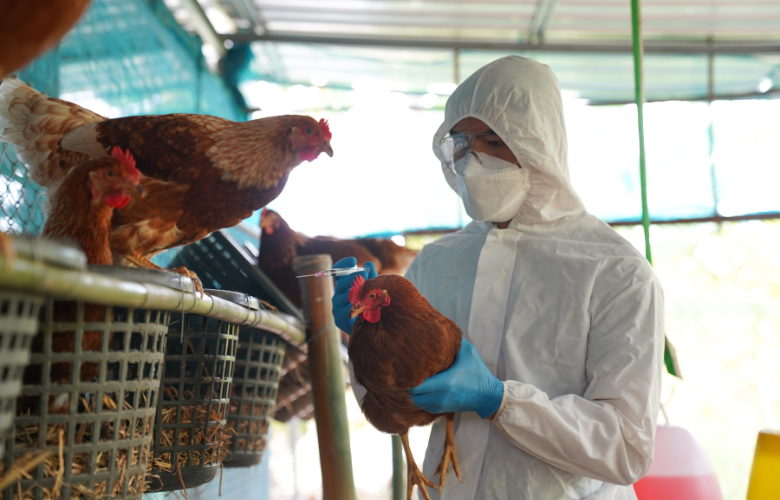 Decretado Estado de Emergência devido a influenza aviária