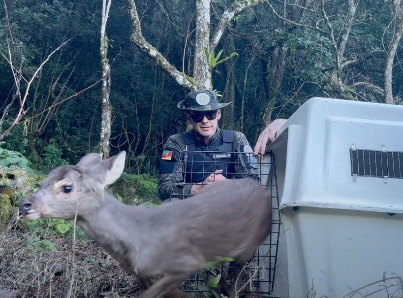 Animais retornam à natureza após tratamento no Zoo 