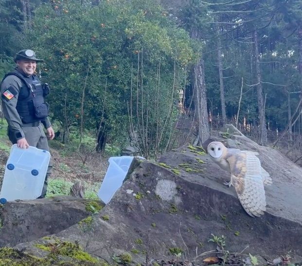 Animais retornam à natureza após tratamento no Zoo 