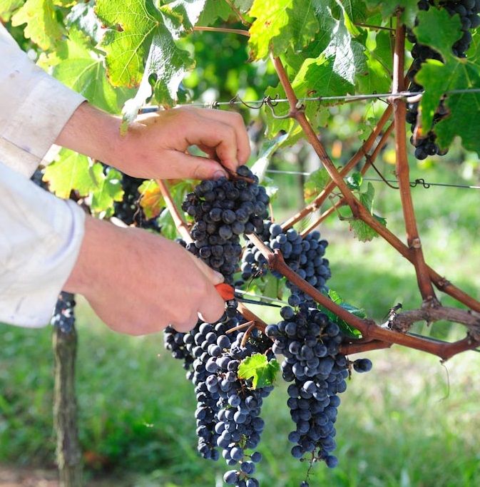 Vinícola Garibaldi participa de debate sobre boas práticas agrícolas 