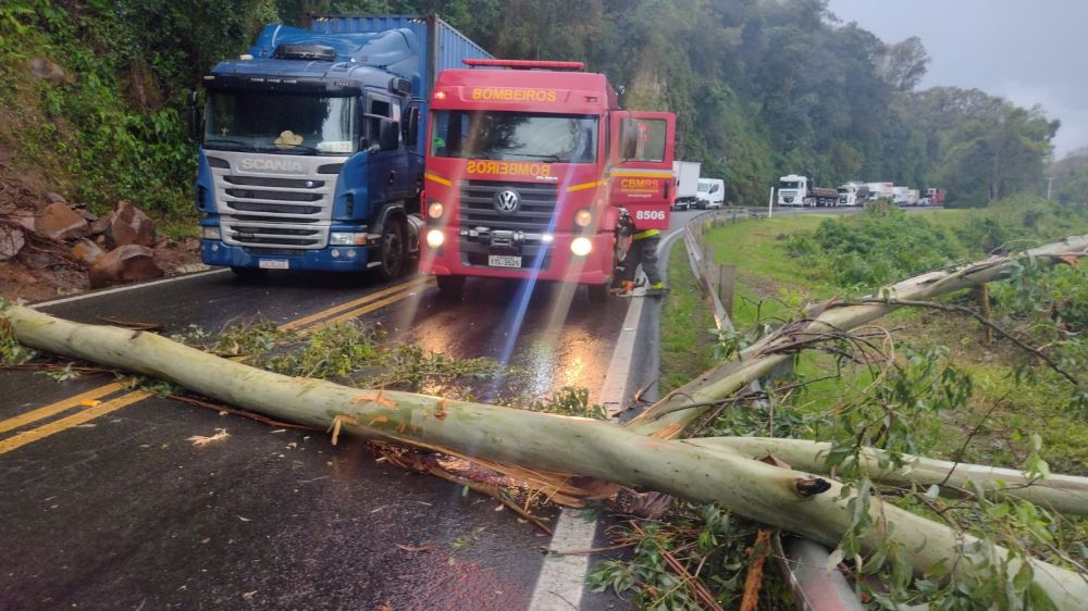 Queda de árvore interrompe totalmente trânsito na BR-470