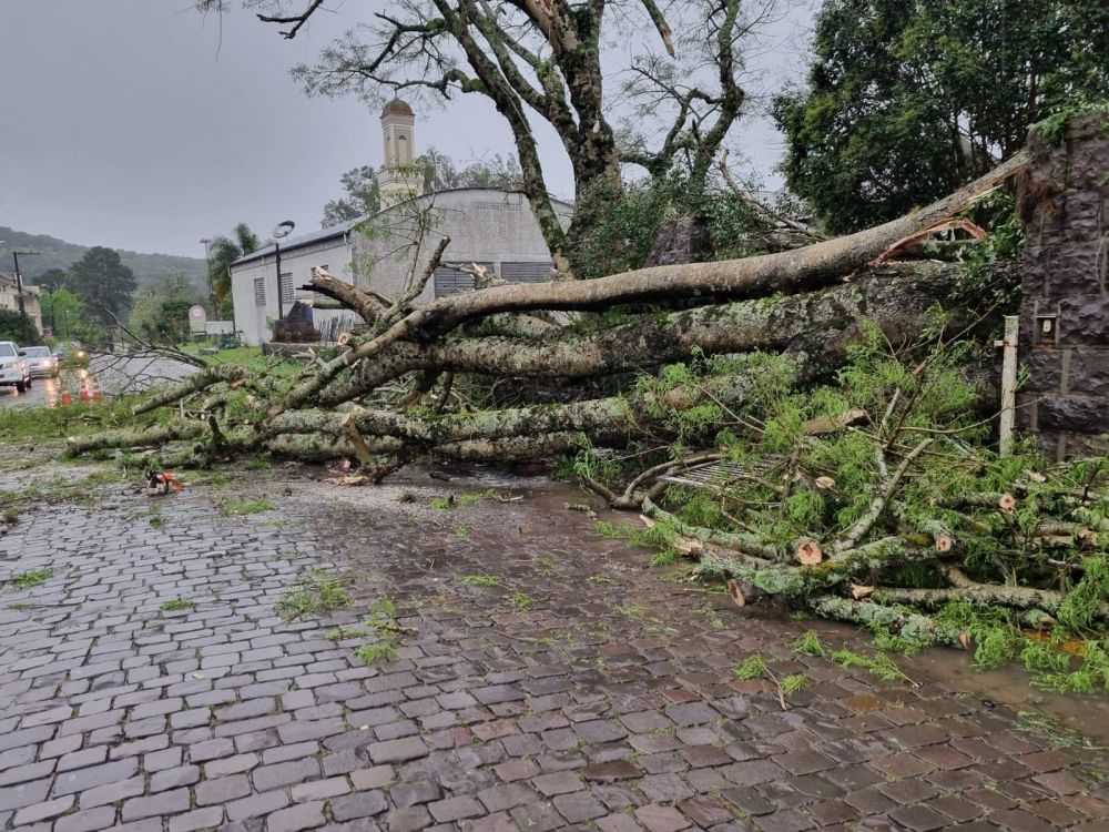 Temporal causou destelhamentos e queda de árvores