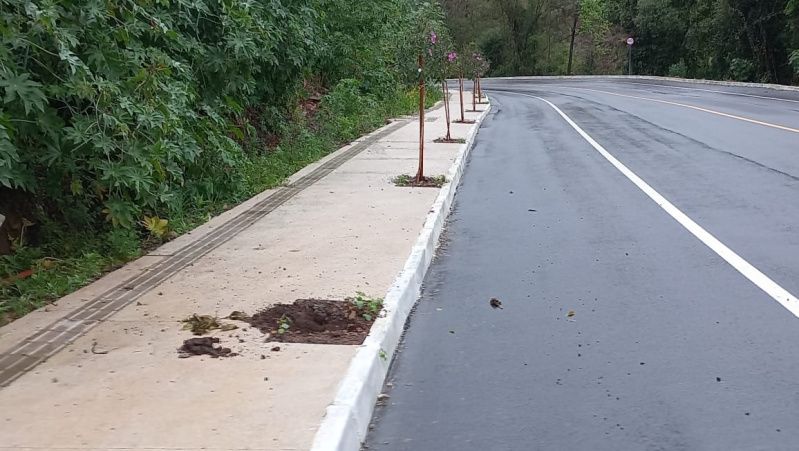 Secretaria de Meio Ambiente alerta sobre furtos de mudas de flores