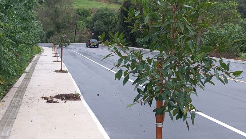 Secretaria de Meio Ambiente alerta sobre furtos de mudas de flores