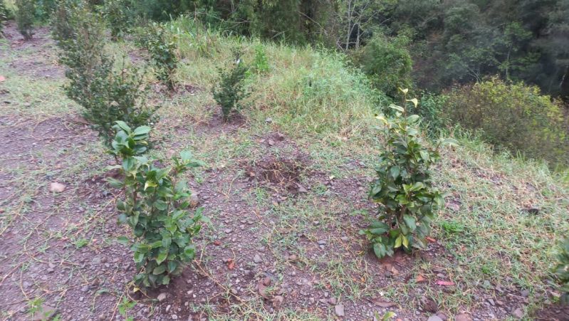 Secretaria de Meio Ambiente alerta sobre furtos de mudas de flores