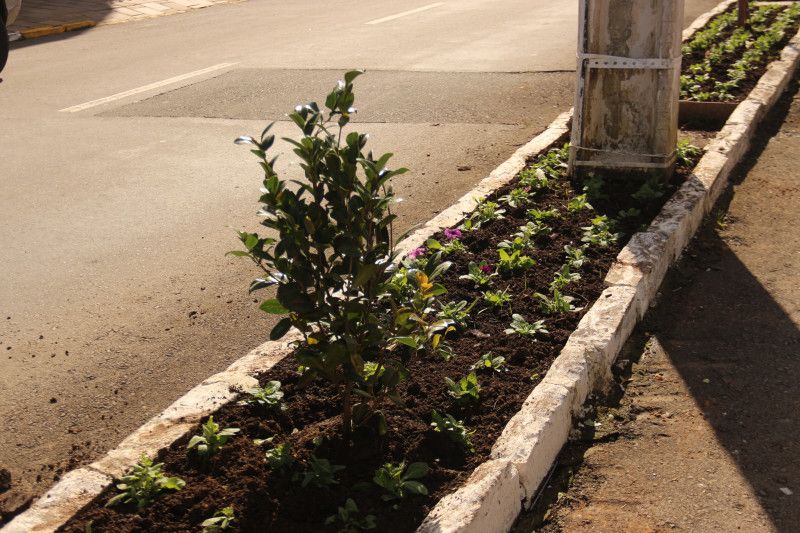  Canteiros centrais da Av. Saldanha Marinho passam por reforma