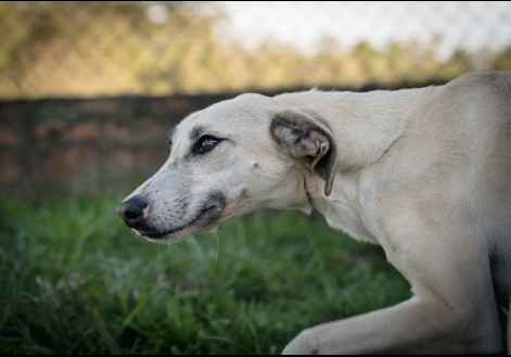  Espaço Bento Pet conta com 16 cachorros para adoção