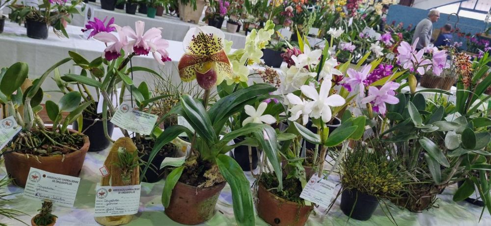 Exposição regional de Orquídeas é neste fim de semana em Garibaldi