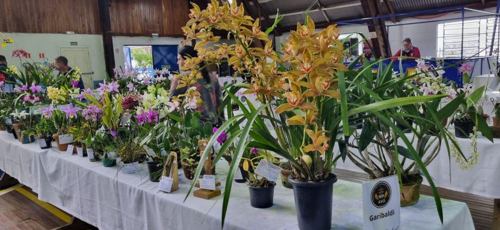 Exposição regional de Orquídeas é neste fim de semana em Garibaldi