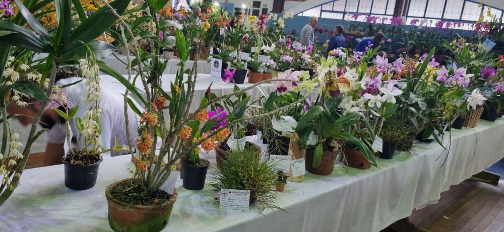 Exposição regional de Orquídeas é neste fim de semana em Garibaldi