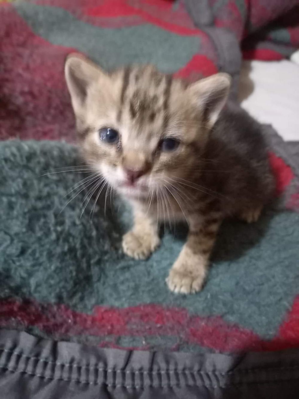 Trabalhador da coleta de lixo encontra gato vivo em container